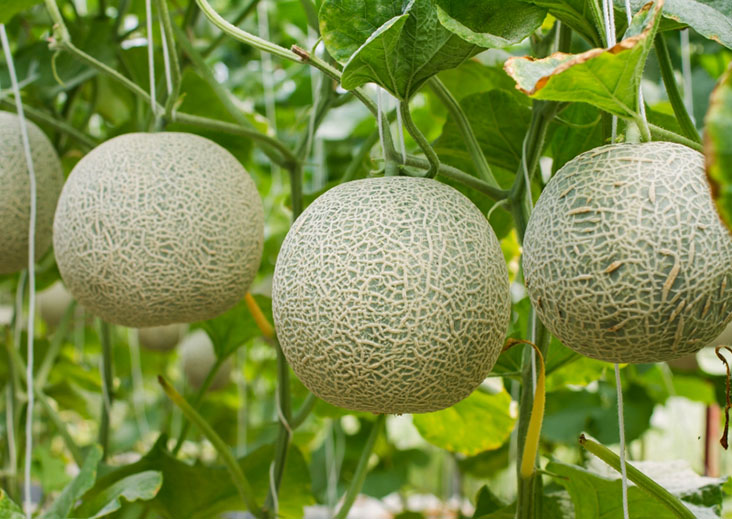 Bea melón|Bea melatonina formula